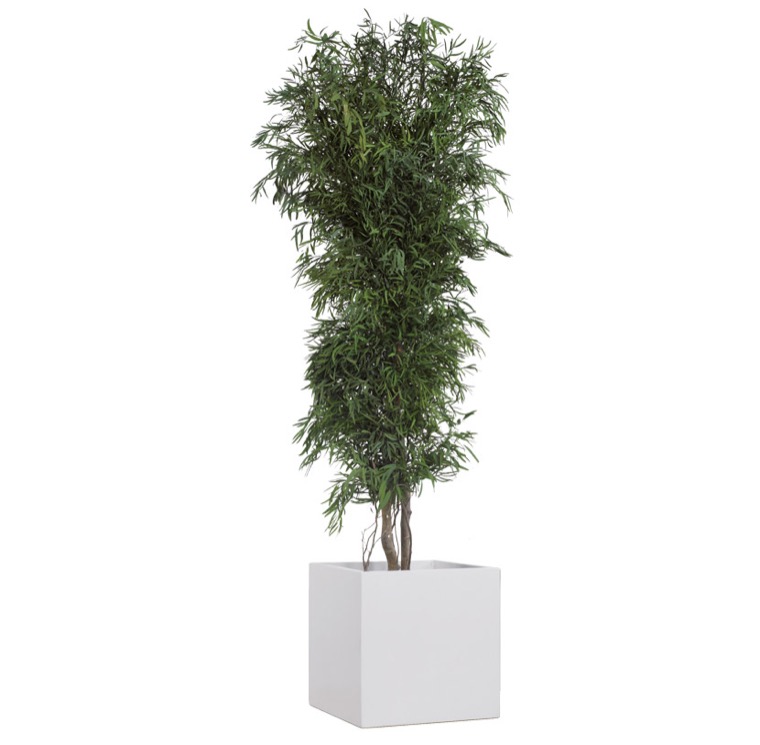 SLIM GREEN NICOLY TARTÓSÍTOTT NÖVÉNY