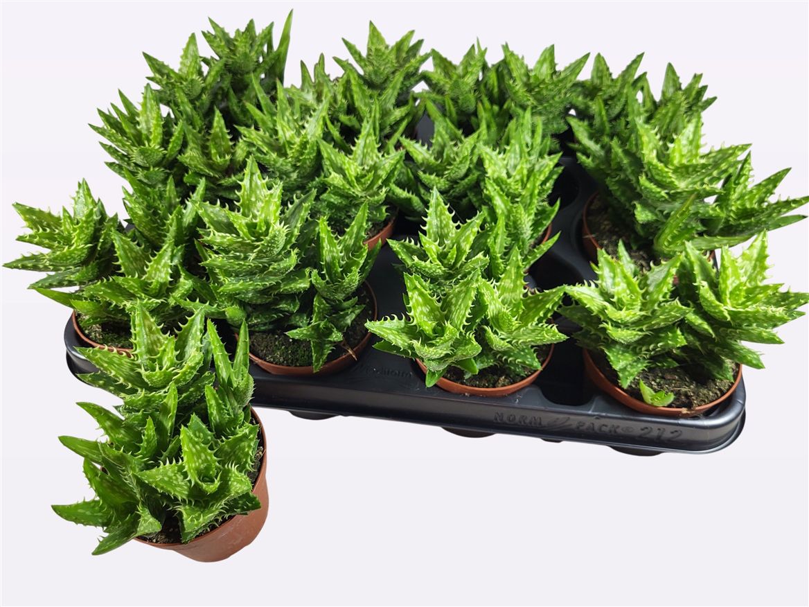 ALOE SQUAROSA