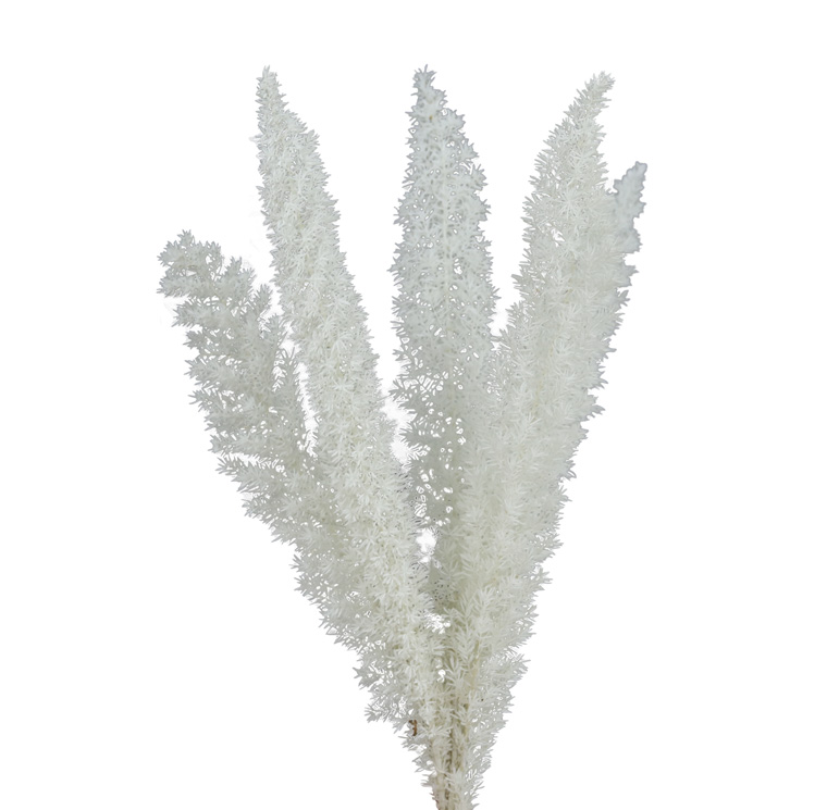 ZVB FOXTAIL FERN WHITE 30/40 8435056104600