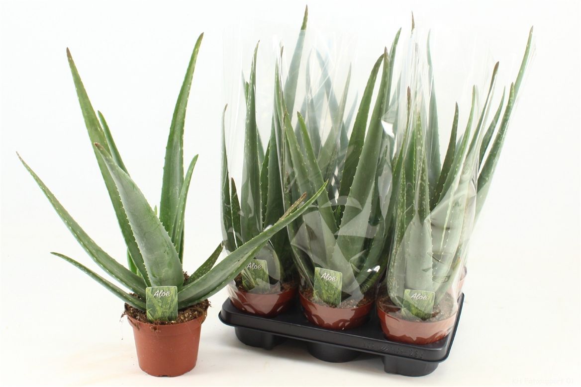 ALOE VERA