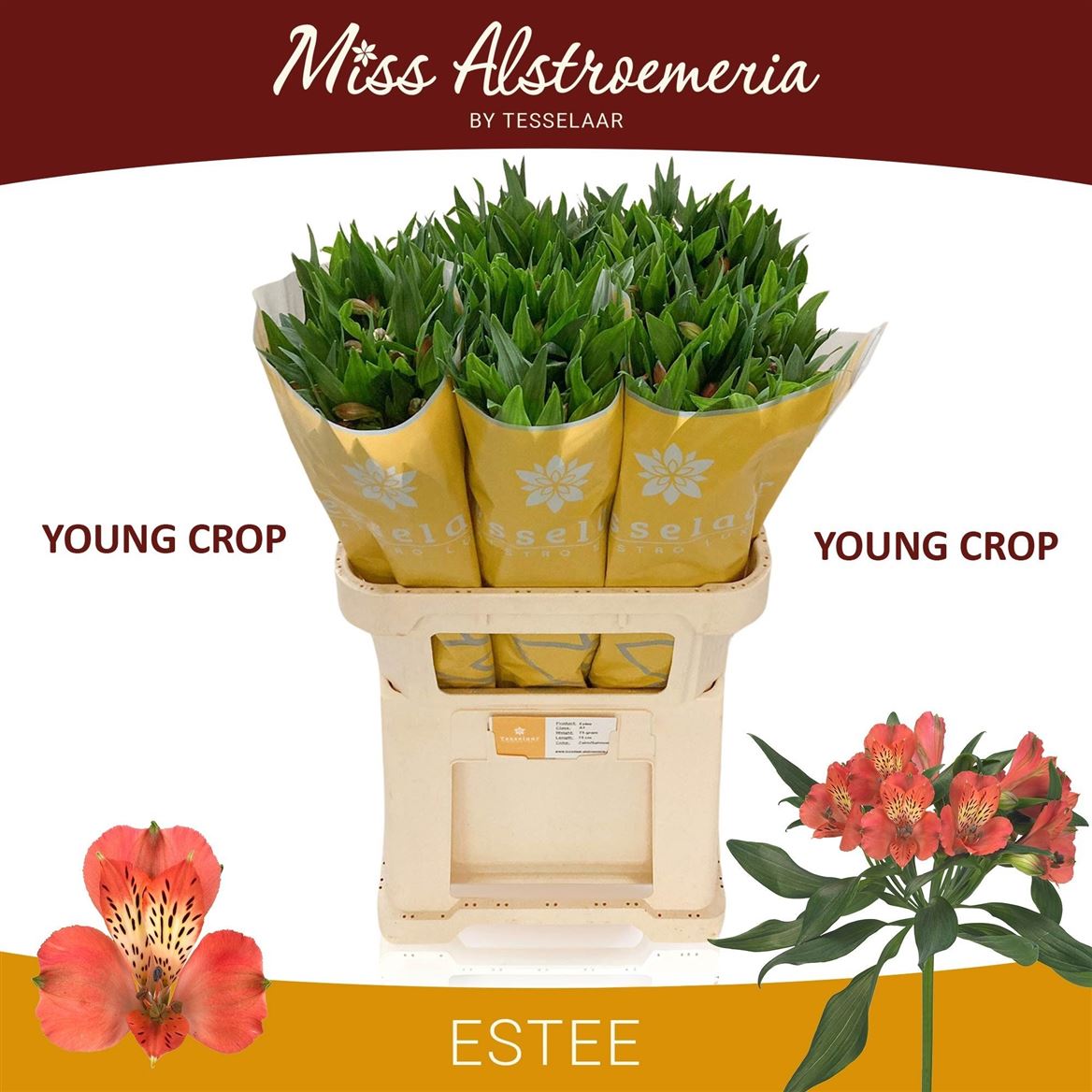 ALSTR ESTEE