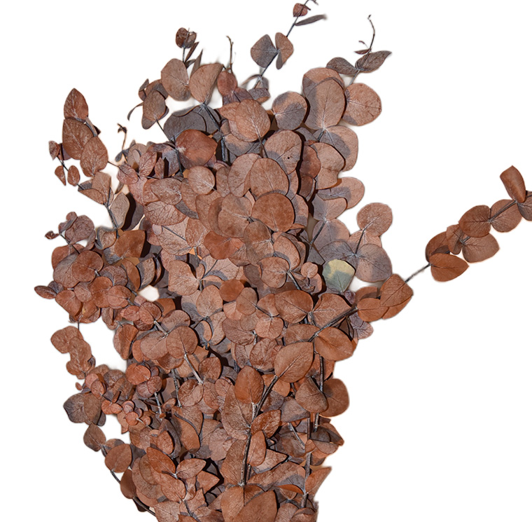 ZVB CINEREA AUTUMNAL MOCHA COCOA OTONO 50/80 8435056105195