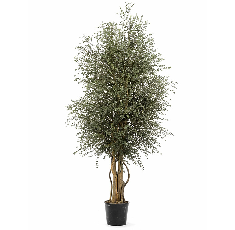 WIDE PARVIFOLIA TARTÓSÍTOTT NÖVÉNY