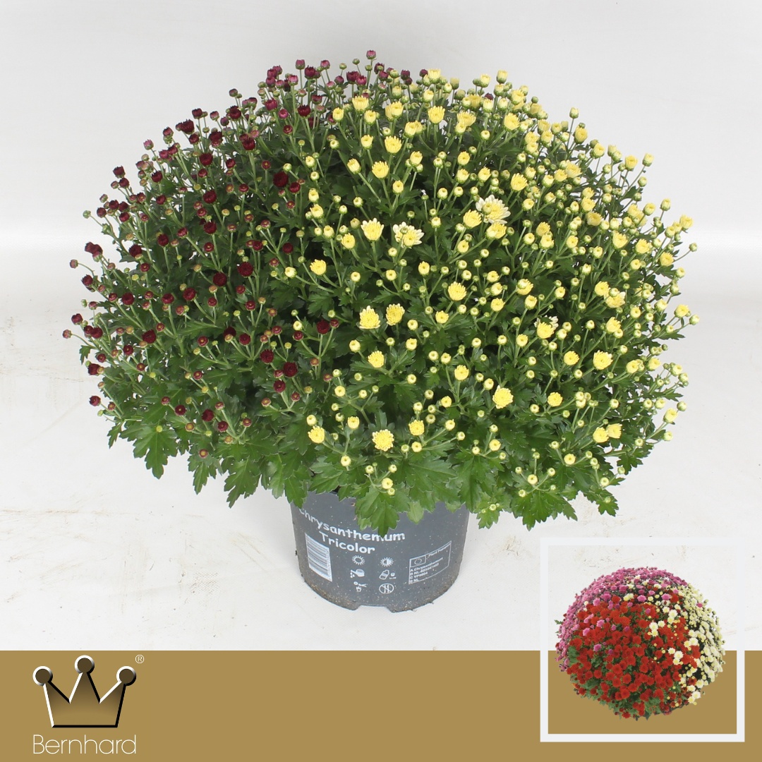 CHRYS TRICOLOR GÖMB MIX BERNH P