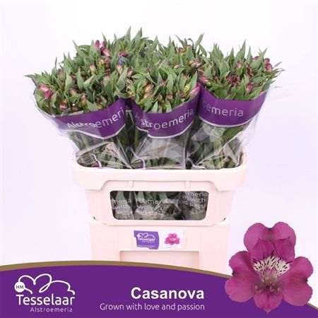 ALSTR CASANOVA