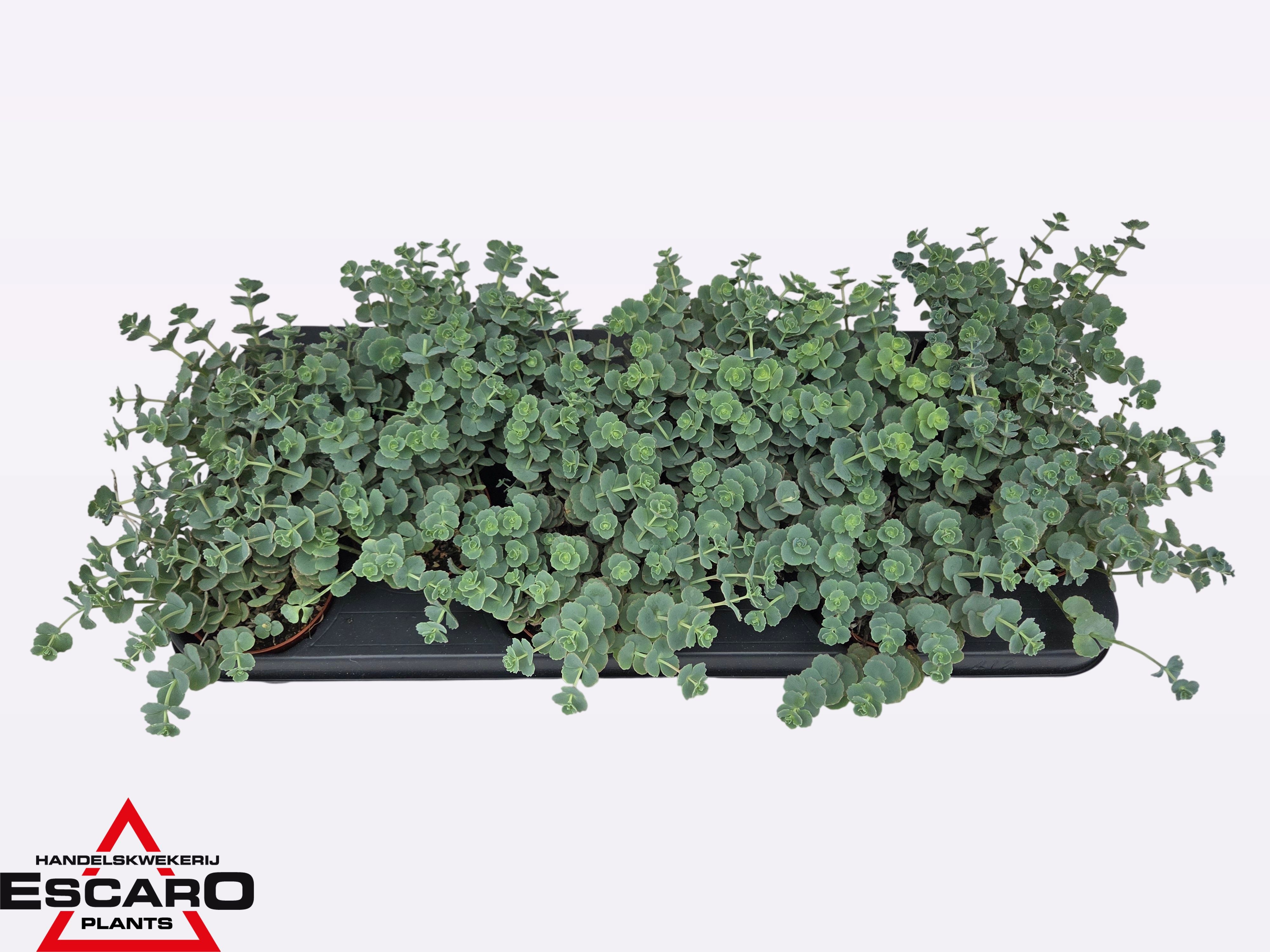 SEDUM SIEBOLDII