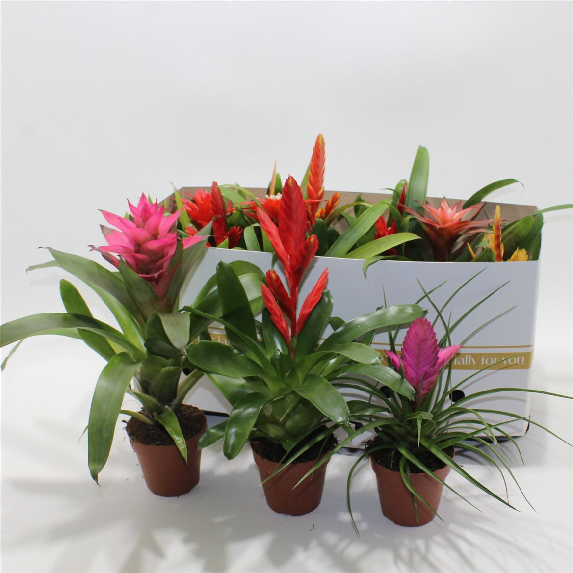 BROMELIA GEM