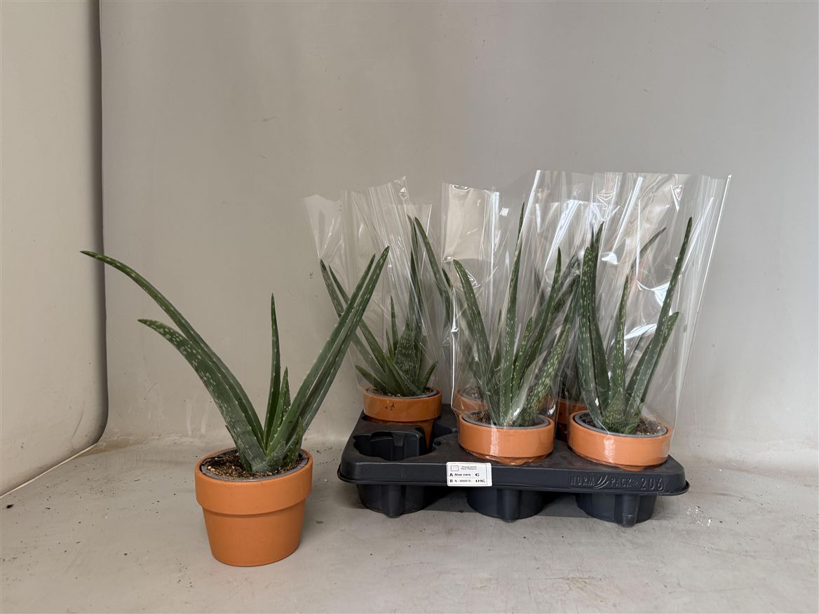 ALOE VERA
