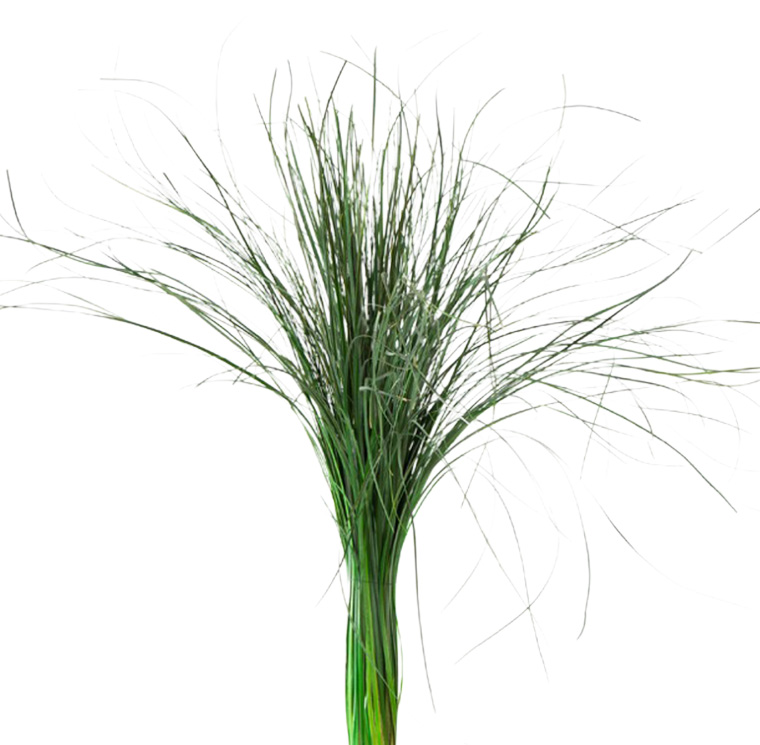 ZVB BEAR GRASS GREEN 50/60 3421770105257