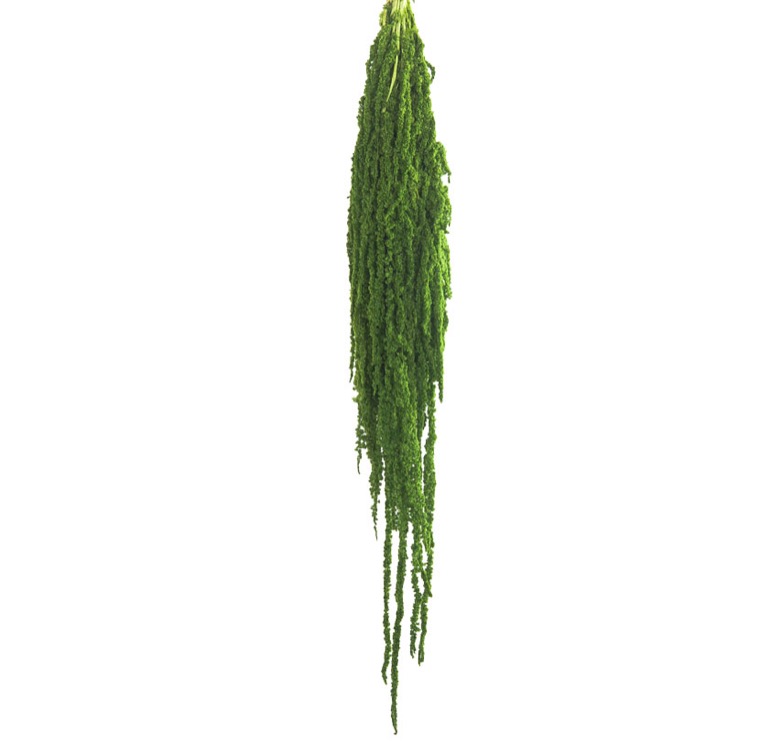 ZVB AMARANTHUS LEMON GREEN 3421774124872