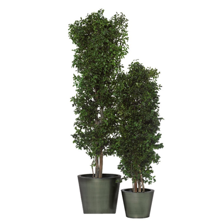 SLIM PITTOSPORUM TREE TARTÓSÍTOTT NÖVÉNY