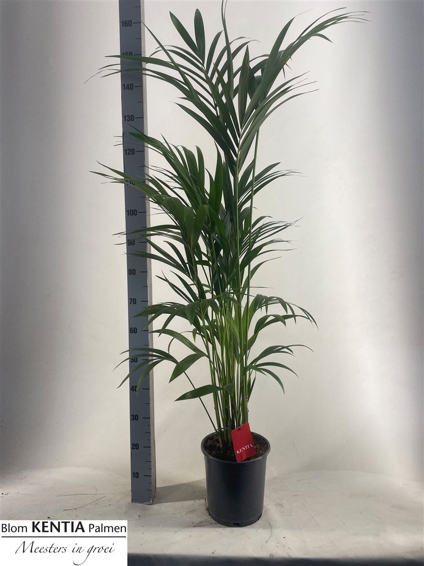 HOWEA FORSTERIANA