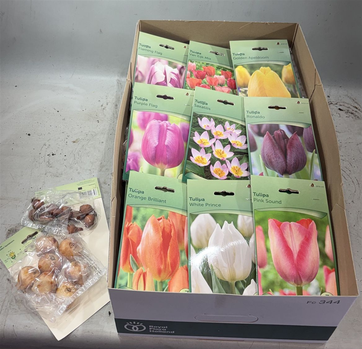 HAGYMA TULIPAN *40