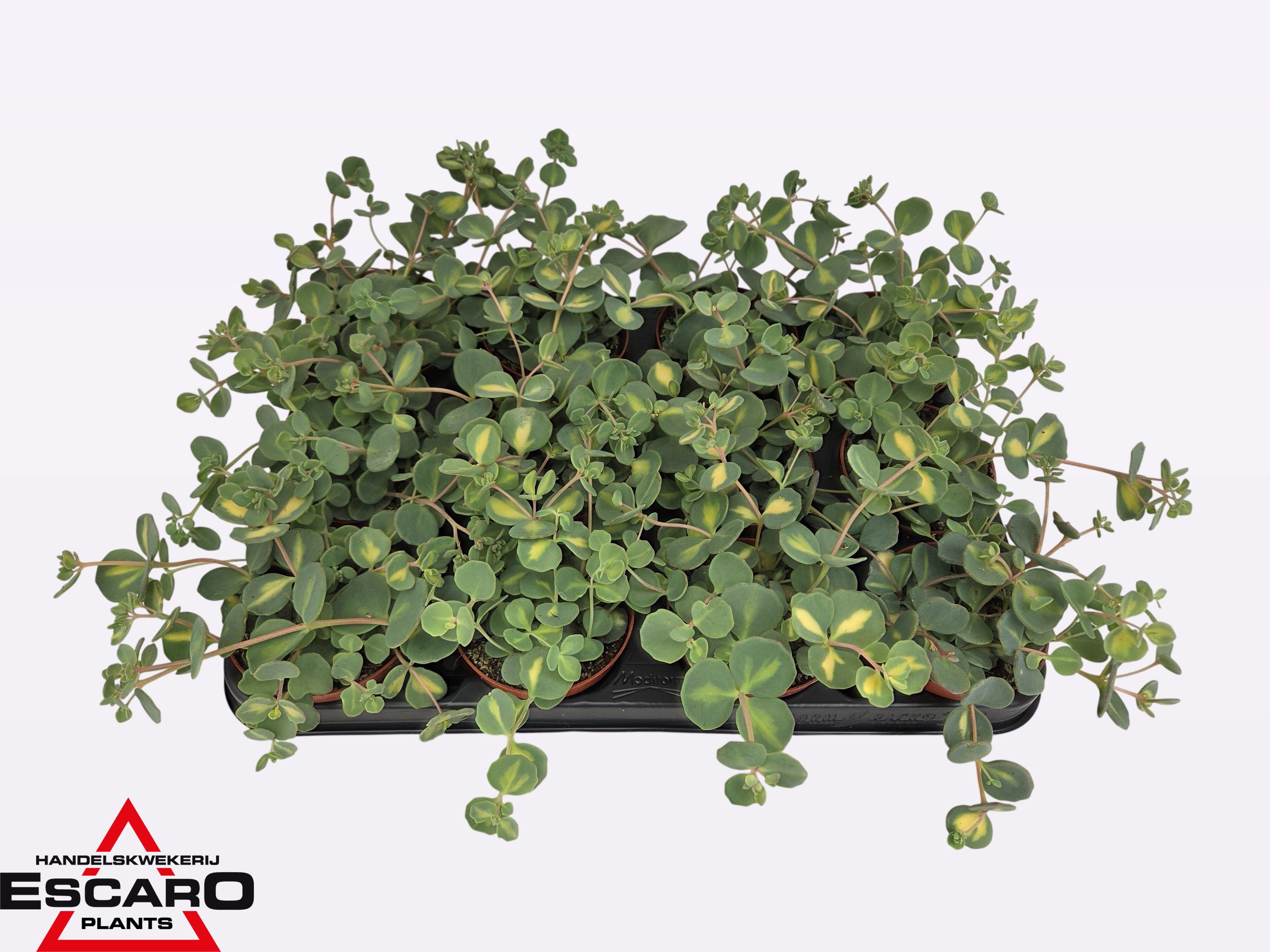 SEDUM SIEB MEDIOVAR