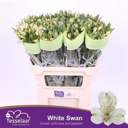 ALSTR WHITE SWAN