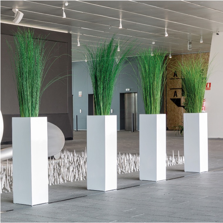 STEELGRASS PLANT TARTÓSÍTOTT NÖVÉNY