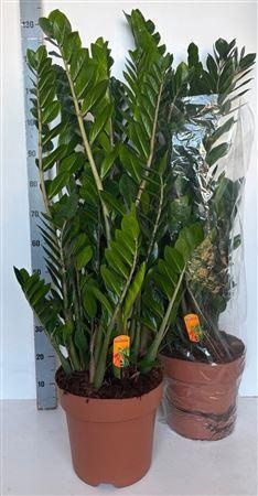 ZAMIO ZAMIIFOLIA