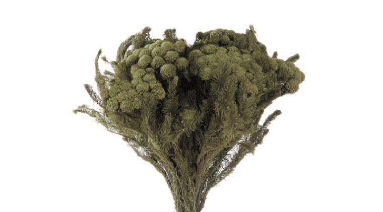 ZVB BRUNNIA ALBIFLORA GREY GREEN 3421779103520