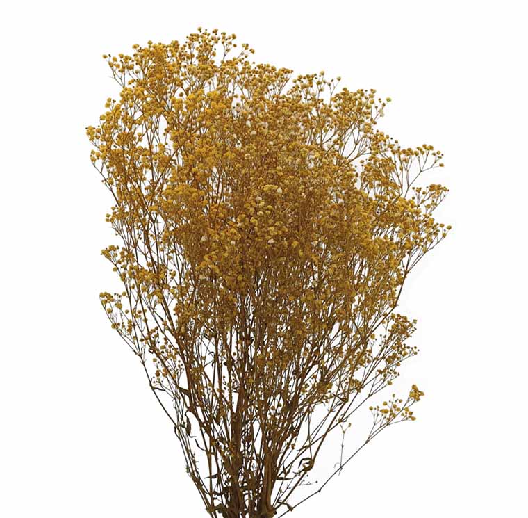 ZVB GYPS YELLOW 8435056100213