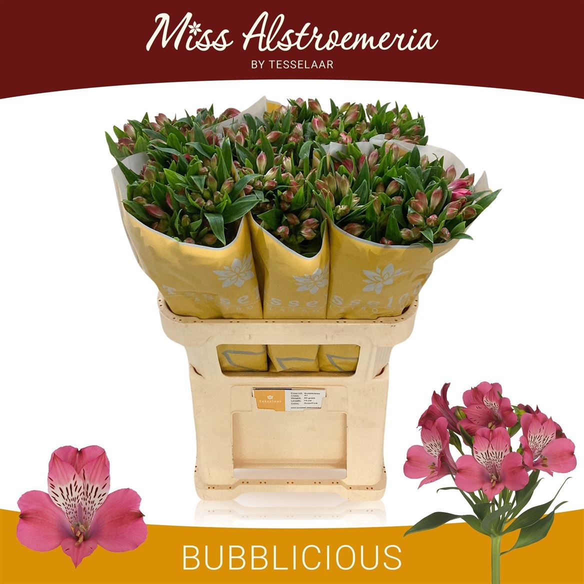 ALSTR BUBBLICIOUS