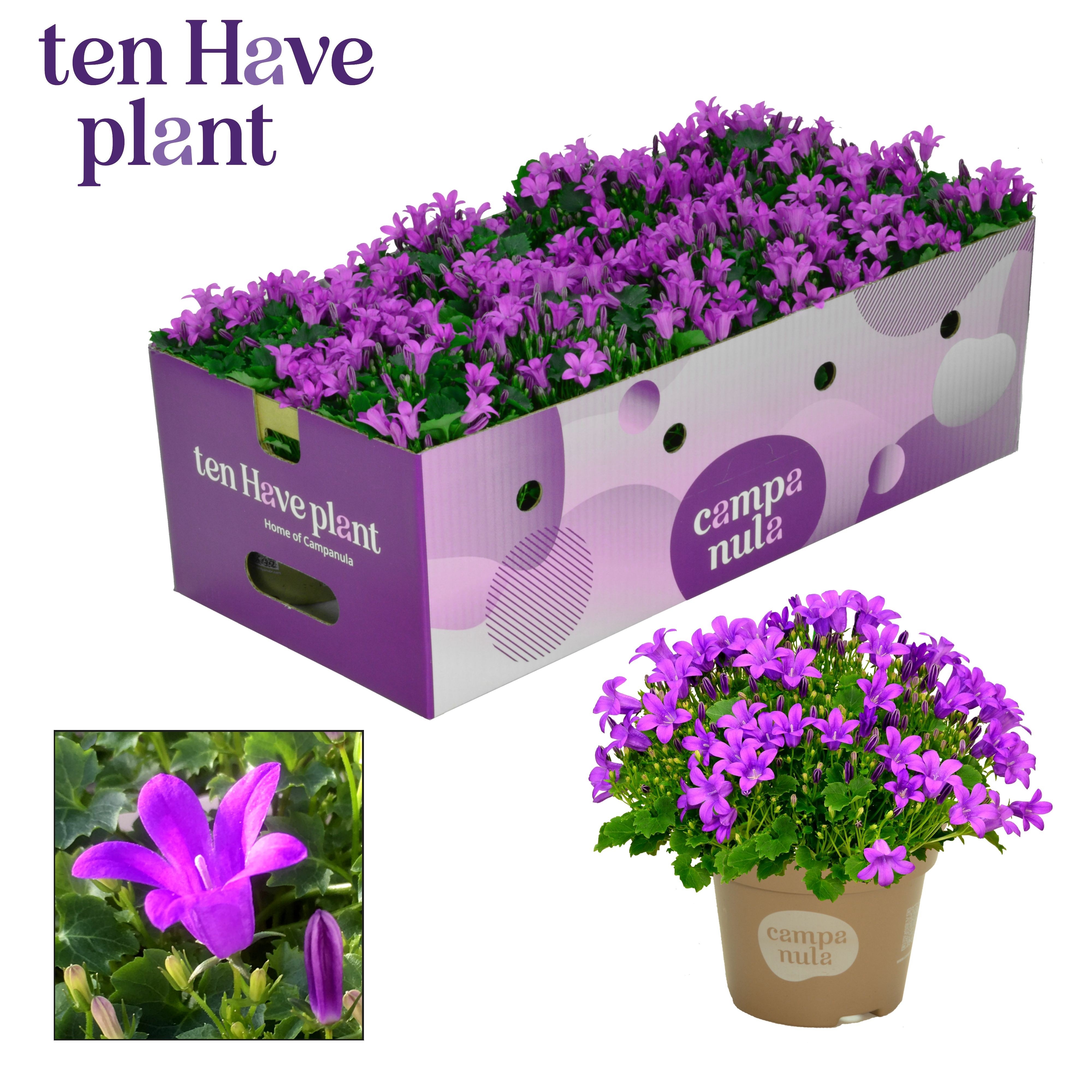 CAMPANULA PORTO LONGLIFE