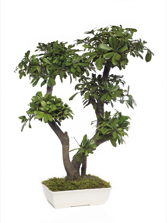 BONSAI TOBIRA / TENUIFOLIUM TARTÓSÍTOTT NÖVÉNY