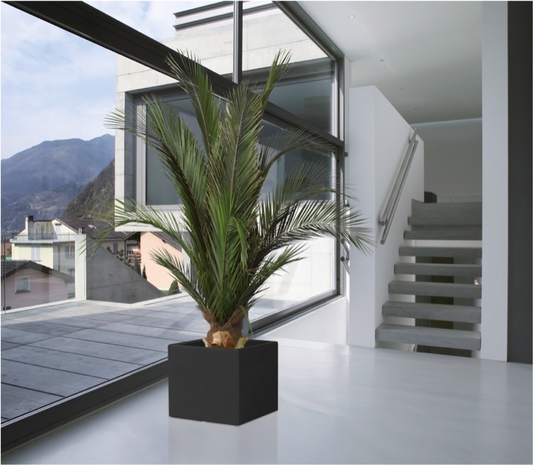 PALMERA PHOENIX TARTÓSÍTOTT NÖVÉNY
