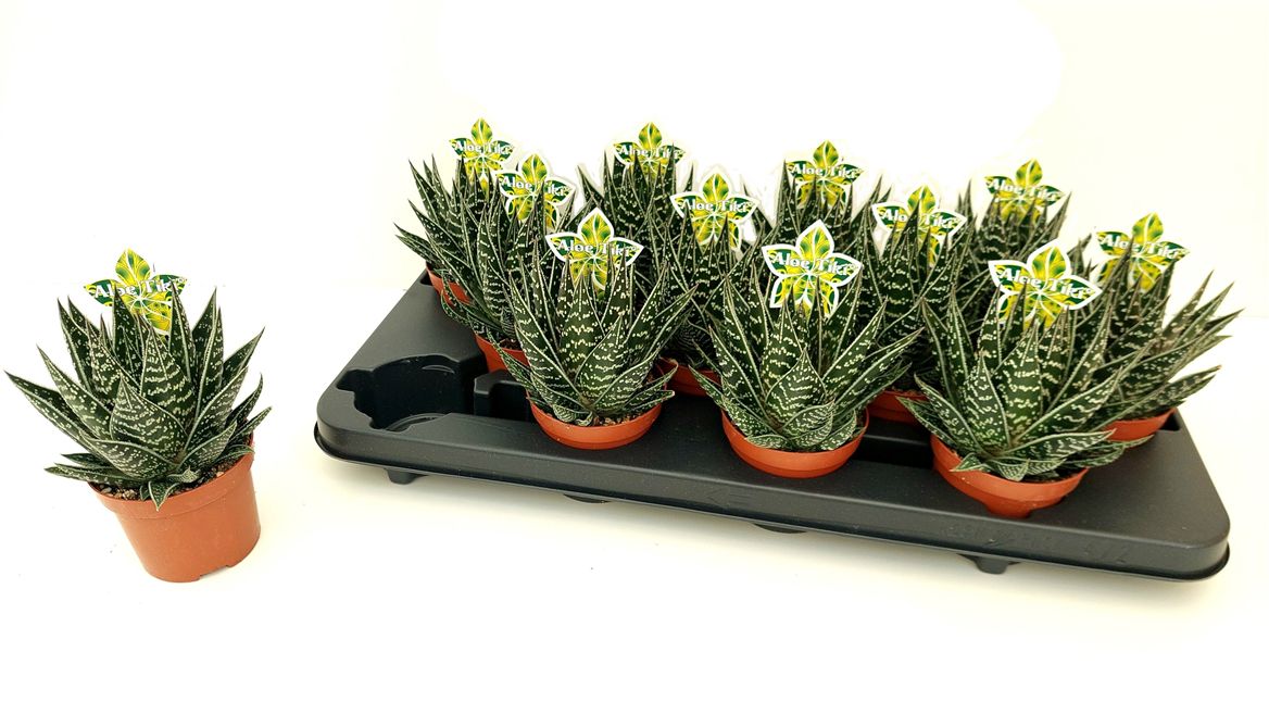ALOE TIKI TAHI