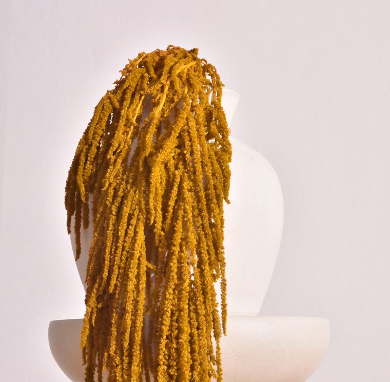ZVB AMARANTHUS GOLD DIJON 8435056105294
