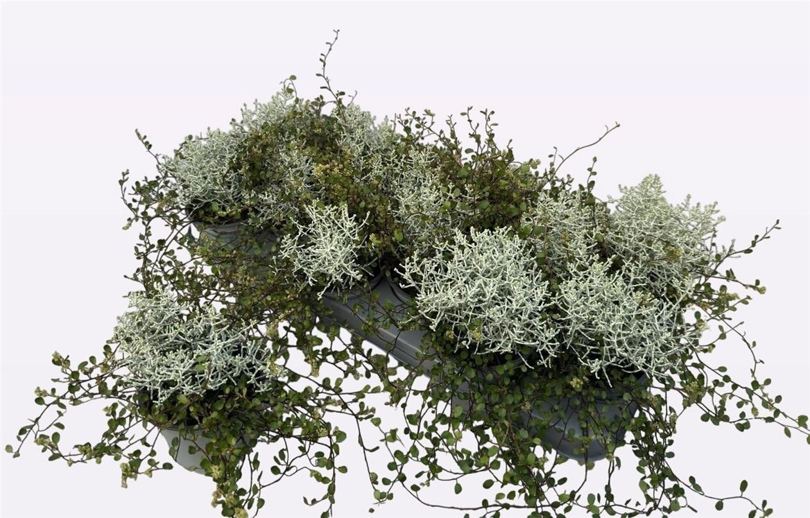 CALOCEPHALLOS + MUEHLENBECHIA