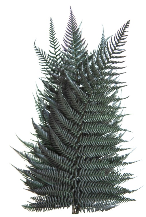 ZVB FERN BRILLANTE 8435056091566